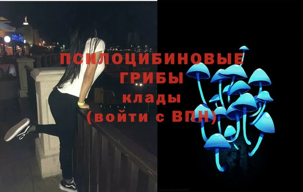 прущие грибы Абинск